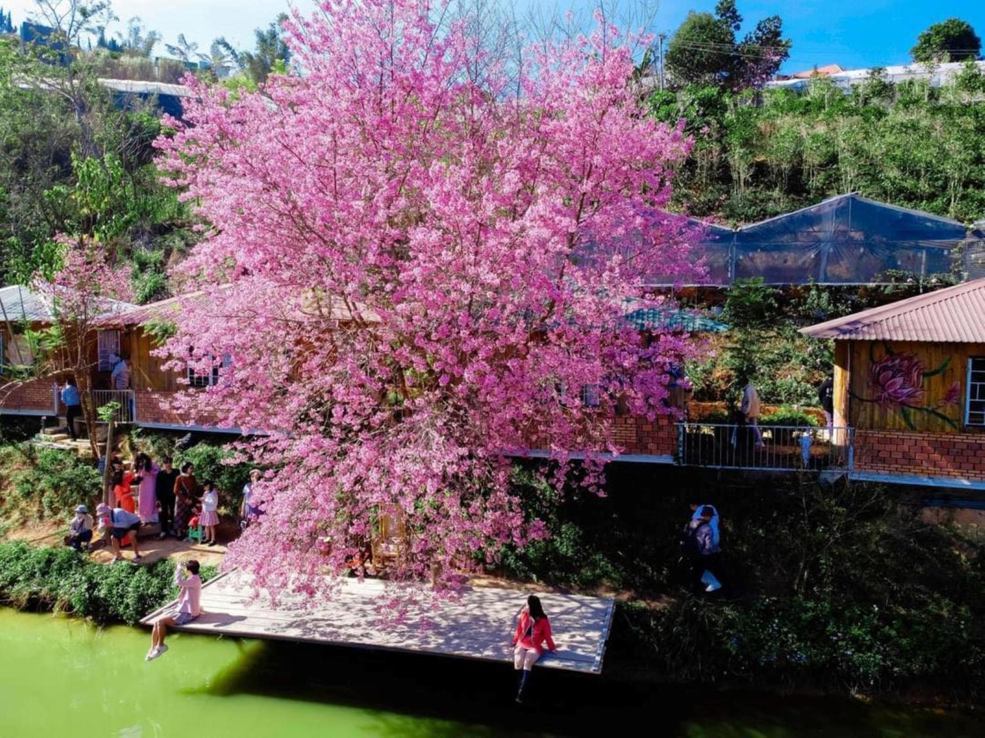 Nha Ben Ho - Da Lat Homestay Exteriér fotografie
