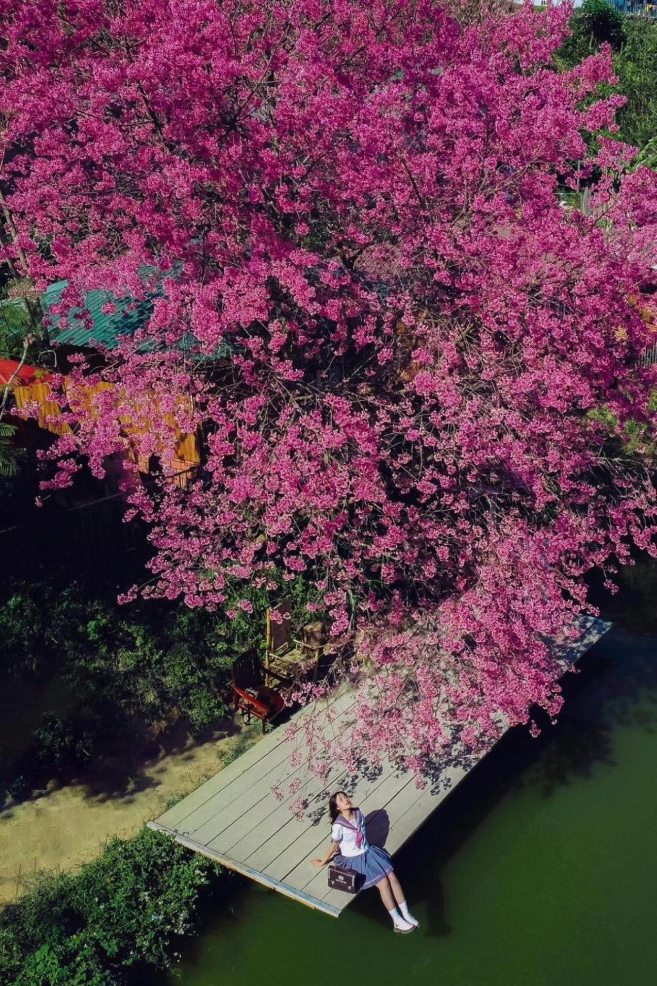 Nha Ben Ho - Da Lat Homestay Exteriér fotografie
